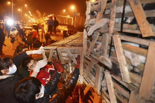 Volunteers try to save cats locked in cases without food and water, after a traffic accident in Changsha, Hunan province, China January 14, 2013. A truck carrying more than 1,000 cats to Guangdong to sell them to diners was pulled over by the roadside during a traffic accident. Around 50 animal protection group members and volunteers rescued the cats after they heard the news and later sent the cats to a pet clinic for treatment. (Photo by Reuters/China Daily)