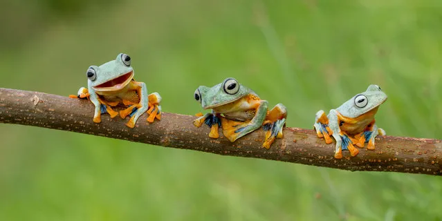 The three black webbed tree frogs. (Photo by Hendy Mp/SOLENT News)