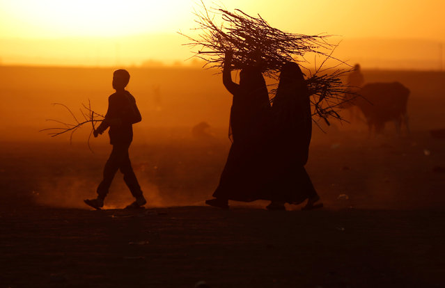 People displaced by fighting in and around Mosul carry a firewood at a boundary of Kurdish territory near Bashiqa, Iraq, November 18, 2016. (Photo by Goran Tomasevic/Reuters)