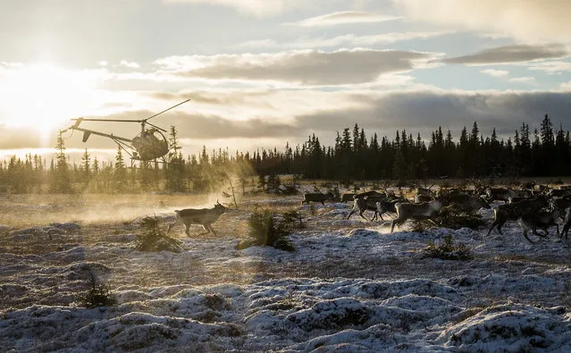Sami people from the Vilhelmina Norra Sameby fly a helicopter during a reindeer herding on October 28, 2016 near the village of Dikanaess, about 800 kilometers north-west of the capital Sweden. (Photo by Jonathan Nackstrand/AFP Photo)