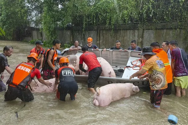 Rescuers carry pigs inside boats along floodwaters caused by Typhoon Doksuri as they evacuate them to safer grounds in Laoag city, Ilocos Norte province, northern Philippines, Wednesday, July 26, 2023. (Photo by Bernie Sipin Dela Cruz/AP Photo)