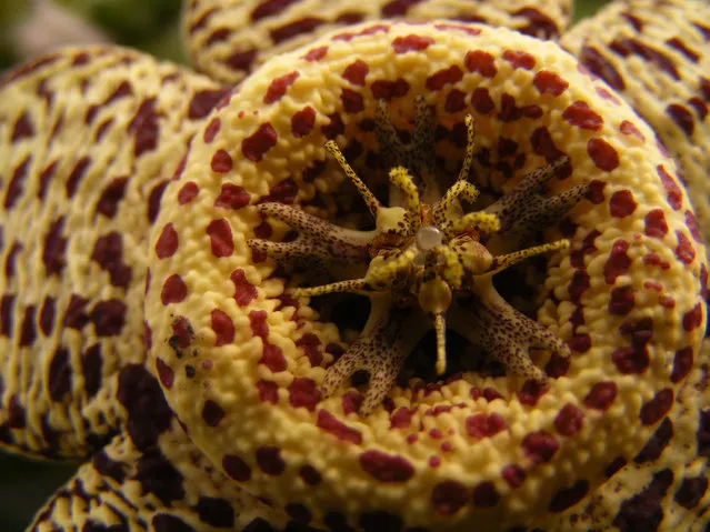 Young Photographer of the Year shortlisted: Spots by Milo Hyde, age 10. Taken in Pirbright, Surrey, UK. Describe what is pictured? Orbea variegata flower. How does this image fit with the theme of the competition? The pattern of spots is all over the flower. (Photo by Milo Hyde/Royal Society of Biology)