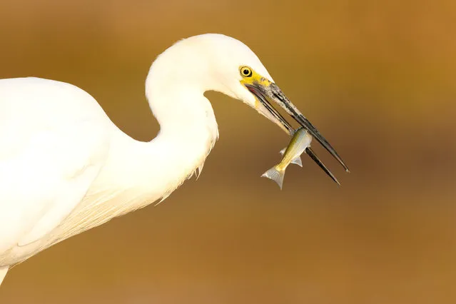 A Little Egret, one of the rare bird species, hunts a fish at Alacati Wetland, which hosts more than a hundred bird species every year, in Izmir, Turkiye on September 12, 2023. (Photo by Alper Tuydes/Anadolu Agency via Getty Images)