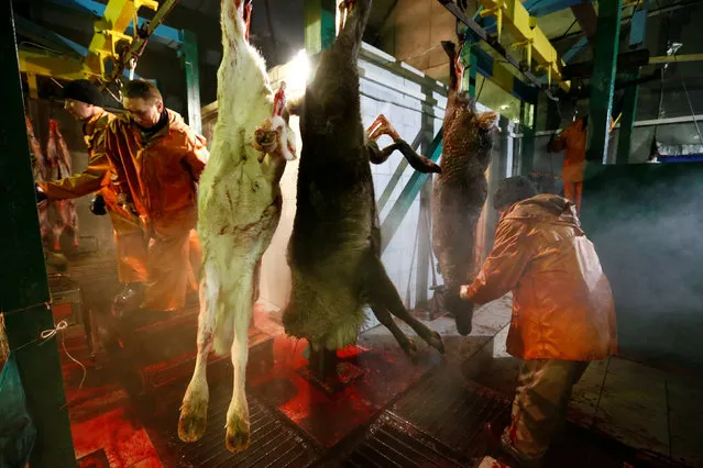 Farm employees process reindeer carcasses in the settlement of Krasnoye in Nenets Autonomous District, Russia, November 29, 2016. (Photo by Sergei Karpukhin/Reuters)