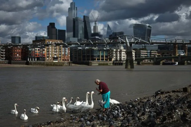 A person stands with a group of swans on the bank of the River Thames with the City of London financial district in the distance on October 3, 2023. (Photo by Henry Nicholls/AFP Photo)