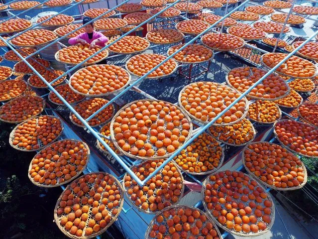 Persimmons dry on rooftops in Anxi county, Quanzhou, Fujian province, December 13, 2016. (Photo by Reuters/Stringer)