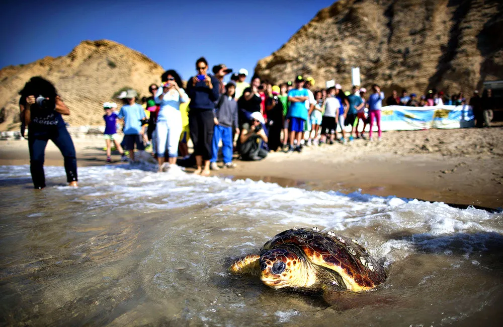 The Week in Pictures: Animals, November 16 – November 22, 2013