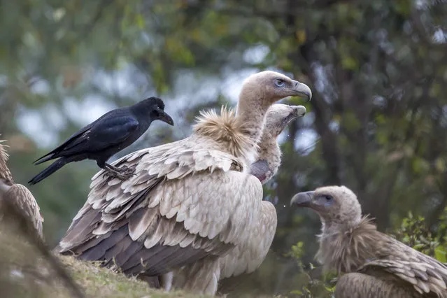 A crow sits on a Himalayan Griffon vulture, one of the largest birds of the Himalaya, near a carcass in Dharmsala, India, Monday, December 10, 2018. (Photo by AP Photo)