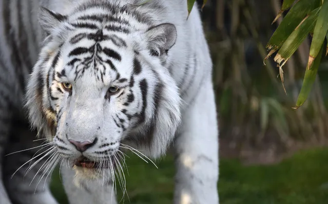 A photo taken on April 10, 2015 shows a white tiger at the Amneville Zoo, in northwestern France. (Photo by Jean-Christophe Verhaegen/AFP Photo)