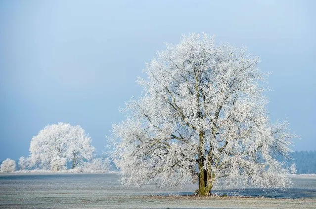 Hoarfrost covers the landscape in Sieversdorf, eastern Germany, on December 5, 2016. (Photo by Patrick Pleul/AFP Photo/DPA)