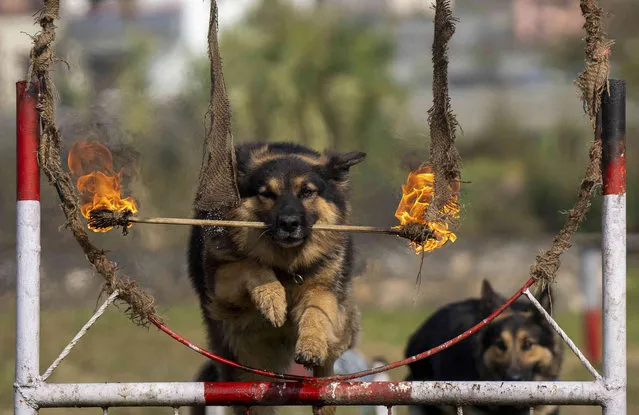 Nepal's Armed Police Force personnel make their dogs display skills at their kennel division during Kukkur Tihar festival in Kathmandu, Nepal, Sunday, November 12, 2023. Every year, dogs are worshiped to acknowledge their role in providing security during the second day of five days long Hindu festival Tihar. (Photo by Niranjan Shrestha/AP Photo)