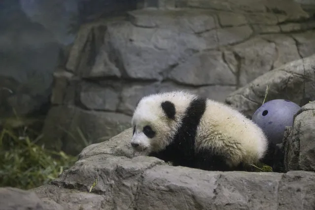 Bao Bao, the four and a half month old giant panda, makes her public debut at an indoor habitat at the National Zoo in Washington, Monday, January 6, 2014. (Photo by Charles Dharapak/AP Photo)