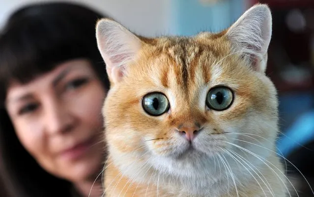 A woman looks at British Shorthair cat during a cat exhibition in Bishkek on April 19, 2015. Cat lovers from Kyrgyzstan, Kazakhstan and Uzbekistan took part in the exhibition. (Photo by Vyacheslav Oseledko/AFP Photo)