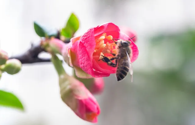 A bee is feeding on nectar from a crabapple flower in Chongqing, China, on January 3, 2024. (Photo by Costfoto/NurPhoto/Rex Features/Shutterstock)