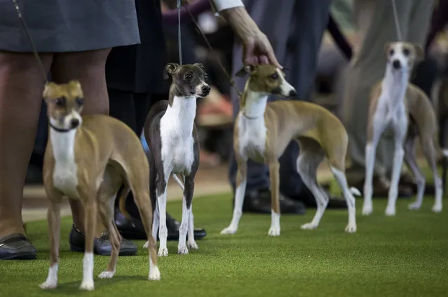 Italian Greyhounds compete during the 141st Westminster Kennel Club Dog Show, February 13, 2017 in New York City. (Photo by Drew Angerer/Getty Images)