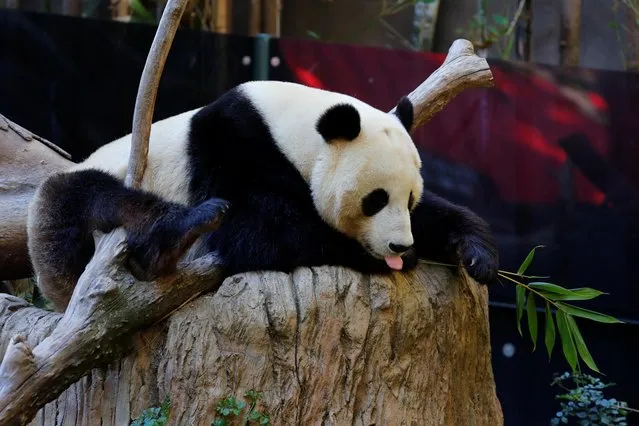 Giant male panda Xiao Liwu sleeps at the San Diego Zoo prior to his repatriation to China with his mother Bai Yun, bringing an end to a 23-year-long panda research program in San Diego, California, U.S., April 18, 2019. Picture taken April 18, 2019. (Photo by Mike Blake/Reuters)
