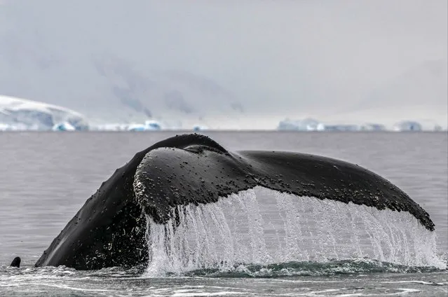 The tail of a Humpback whale is seen at the Gerlache Strait, which separates the Palmer Archipelago from the Antarctic Peninsula, in Antarctica on January 19, 2024. A team of scientists have been working since 2014 on the elaboration of a catalog based on the visual analysis of cetacean tails, both in the confines of the continent and in the Colombian Pacific. (Photo by Juan Barreto/AFP Photo)