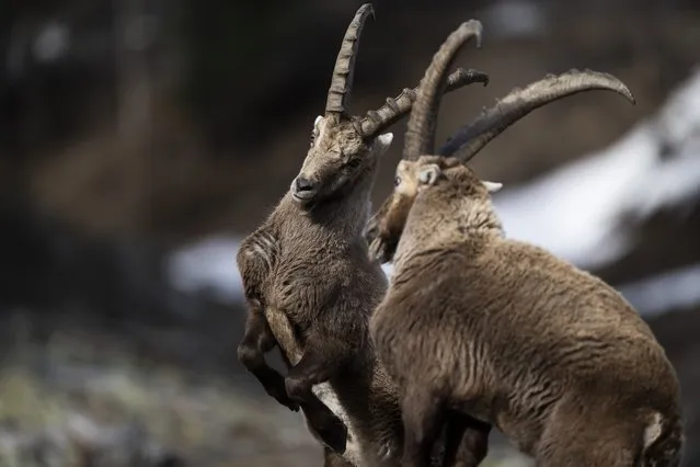 Capricorns are pictured close to the village of Pontresina, canton of Grisons, Switzerland, 09 April 2024. When the peaks are still covered in snow in spring, the Capricorns come down to the village to feast on the already green meadows. (Photo by Gian Ehrenzeller/EPA/EFE)