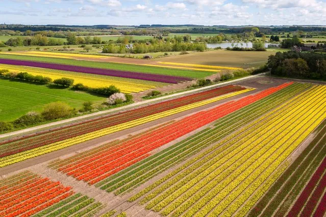 A field of tulips comes into colour near King's Lynn in Norfolk, UK on Wednesday, April 17, 2024 where tulip grower Mark Eves will open one of his fields to the public tomorrow, with all funds raised going to local charity The Norfolk Hospice Tapping House. Last year Norfolk Tulips raised over £140,000 for the adult hospice with 15,000 tickets sold and this year 25,000 tickets sold out within an hour giving people the chance to walk amongst the kaleidoscope of colours. (Photo by Joe Giddens/PA Images via Getty Images)