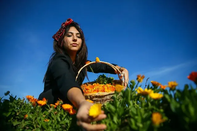Women workers pick pot marigolds, also known as Calendula officinalis, which were used in alternative medicine, within the production process in Izmir, Turkiye on January 04, 2022. The women, who started to collect the medicinal plant in June, sent the first batch of the product they dried and packaged to Qatar. (Photo by Halil Fidan/Anadolu Agency via Getty Images)