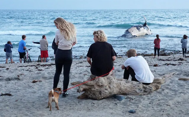 In this photo taken, Sunday, April 24, 2016, beachgoers stop and look at a dead whale that washed up along the shore at Lower Trestles, a popular surf spot, a mile south of San Clemente, Calif. (Photo by Fred Swegles/The Orange County Register via AP Photo)
