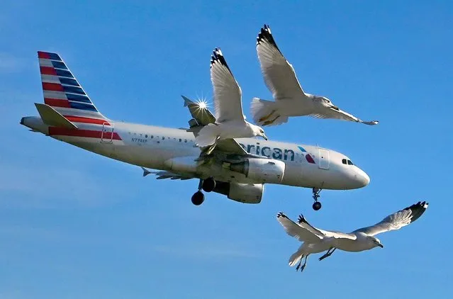 A small flock of birds seems to be giving an escort to an airliner on final approach to Reagan Washington National Airport in Arlington, Virginia on January 12, 2022. The scene took place over Gravelly Point which is an area within the National Park Service's George Washington Memorial Parkway. (Photo by Michael S. Williamson/The Washington Post)