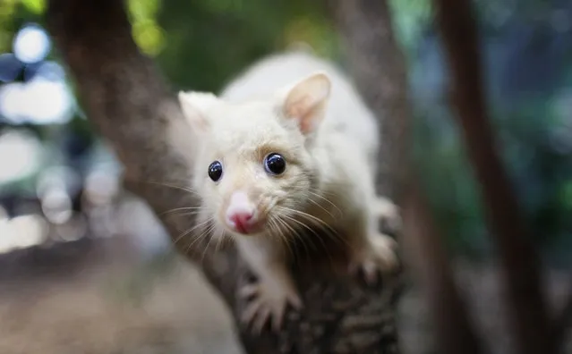 Golden Brushtail Possum