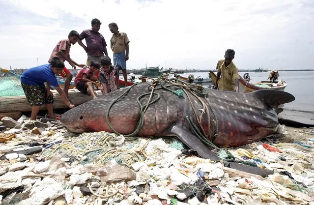 Boys touch a dead whale shark after it washed up on a shore near Royapuram fishing harbour in Chennai, July 27, 2019. (Photo by P. Ravikumar/Reuters)