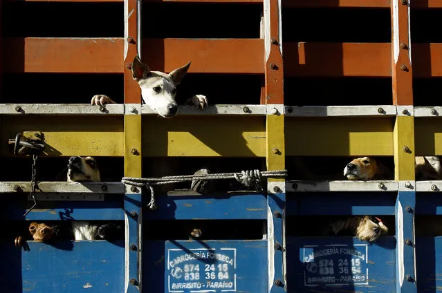 Stray dogs poke their heads through the door of a truck as they are taken to a veterinarian for spaying and neutering, at Territorio de Zaguates or “Land of the Strays” dog sanctuary in Carrizal de Alajuela, Costa Rica, April 22, 2016. (Photo by Juan Carlos Ulate/Reuters)