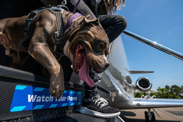 A dog walks down the stairs of a plane during a press event introducing Bark Air, an airline for dogs, at Republic Airport in East Farmingdale, New York on May 21, 2024. (Photo by Eduardo Munoz/Reuters)