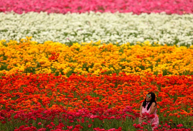 On the first day of Spring a  women sits in a field of Giant Tecolote Ranunculus flowers at the Flower Fields in Carlsbad, California, U.S., March 20, 2017. (Photo by Mike Blake/Reuters)