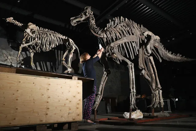 An auction house employee poses between the skeleton of a duck-billed dinosaur, Harpocrasaurus stibengi, (right), est 50,000-80,000 GBP and a Hyrachyus skeleton, (left) est 4,000-6,000 GBP, during the press preview of a forthcoming sale at Summers Place Auction House on May 11, 2016 in Billingshurst, England. Summers Place Auction house will sell the museum collection of the Emmen Zoo, an internationally acclaimed zoo in northern Holland, at their sale on June 7th, 2016 in Billinghurst, Surrey. (Photo by Dan Kitwood/Getty Images)
