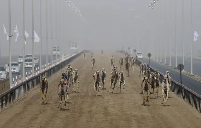 In this Friday, April 14, 2017 photo, camels run towards the finish line as their owners in SUVs control the robotic jockeys from cars, at the Al Marmoom Camel Racetrack, in al Lisaili about 40 km (25  miles) southeast of Dubai, United Arab Emirates. (Photo by Kamran Jebreili/AP Photo)