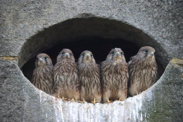 Young kestrels ready to fly for the first time after nesting on the side of a house in Rochdale, Greater Manchester in the last decade of June 2024. (Photo by Gemma DeCet/Animal News Agency)