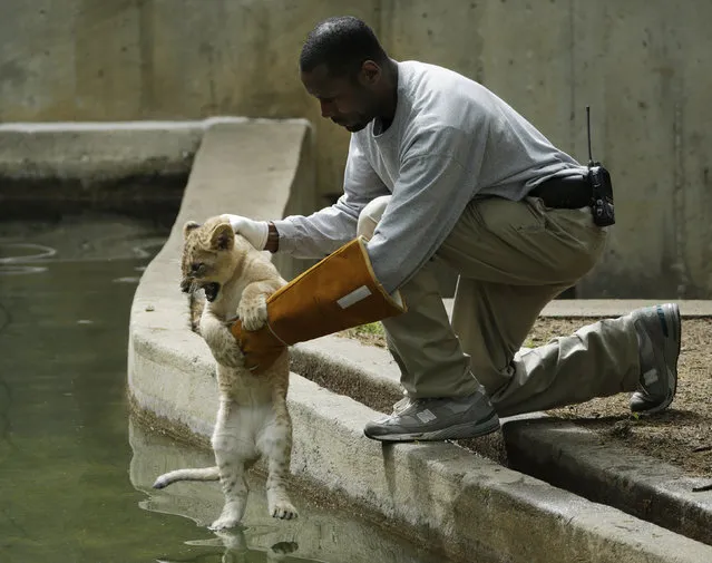 Smithsonian National Zoo animal keeper J.T. Taylor releases a female lion cub for its swim test in the zoo habitat moat, in Washington May 6, 2014. Four, unnamed ten-week old lion cubs were tested today for their ability to swim and remove themselves from their zoo habitat moat. (Photo by Gary Cameron/Reuters)