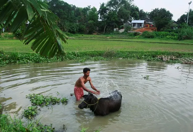 A man bathes his buffalo in a pond on a hot summer day in Agartala, India May 9, 2016. (Photo by Jayanta Dey/Reuters)