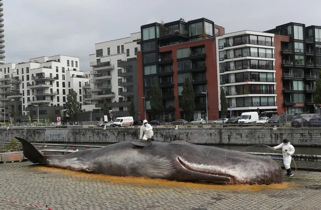 A hyper-realistic whale model is seen near the canal as part of an artistic presentation by the Belgian collective Whale marking the launch of the “Nuit Blanche” festival in Brussels, Belgium on October 4, 2019. (Photo by Yves Herman/Reuters)
