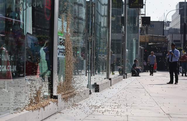 Passers by check out a swarm of about 5,000 honeybees that have been attracted to a discount sign on the window of a shop in central London, Friday, May 16, 2014, turning the fashion store display into a carpet of insects. It is understood the unusual nesting place was picked by the Queen bee, who landed there first and was quickly followed by her devoted colony. (Photo by Philip Toscano/AP Photo/PA Wire)