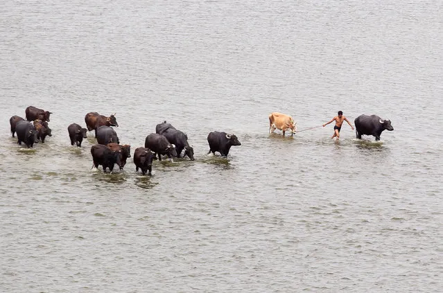 A man pulls his cow as he crosses river Ganga with his cattle in Allahabad, India May 30, 2016. (Photo by Jitendra Prakash/Reuters)