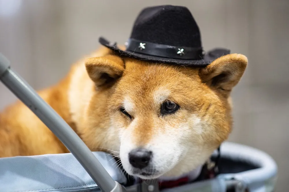 A Look at Life in Japan