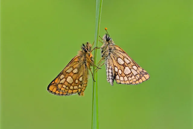 English-born chequered skipper butterflies are flying in the country for the first time in more than 40 years as part of a conservation project. Once-extinct butterflies introduced from Belgium last spring have successfully bred in Rockingham Forest, Northamptonshire, with their English-born young now in flight. (Photo by Andrew Cooper/PA Wire Press Association)