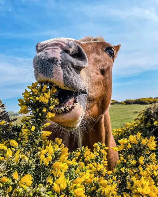 A pony on Stanpit Marsh at Christchurch in Dorset eating some flowering Common gorse on April 21, 2022. (Photo by Steve Hogan/pictureexclusive.com)