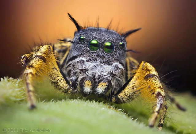 Adult Male Jumping Spider at Sunset – Phidippus mystaceus