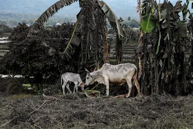 Cows partly covered by ashes eat grass in a land nearby the erupting Taal Volcano in Talisay, Batangas, Philippines, January 13, 2020. (Photo by Eloisa Lopez/Reuters)