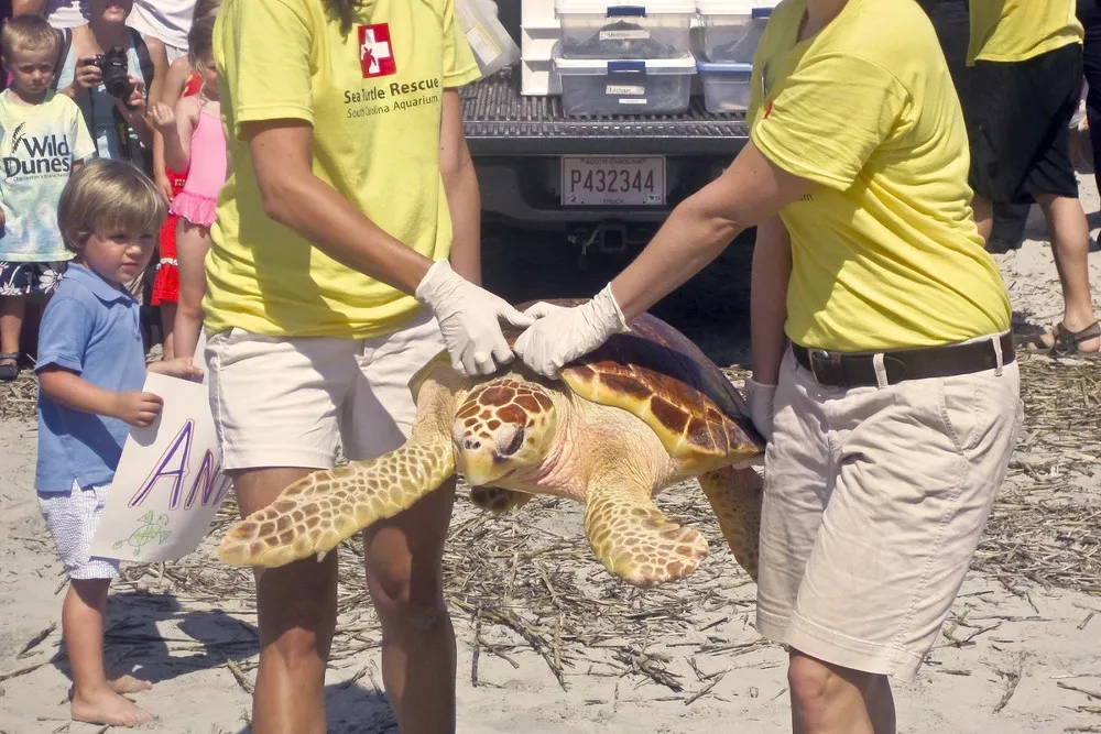 Rehabilitated Loggerhead Turtle Released Back Into Wild