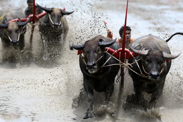 Jockeys compete in Chonburi's annual buffalo race festival, in Chonburi province, Thailand, July 16, 2017. (Photo by Athit Perawongmetha/Reuters)