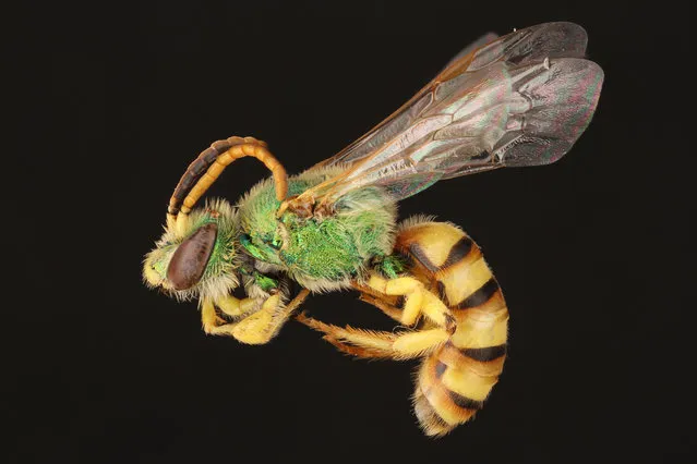 The honey-bellied sweat bee. (Photo by Alejandro Santillana/Insects Unlocked/Cover Images)