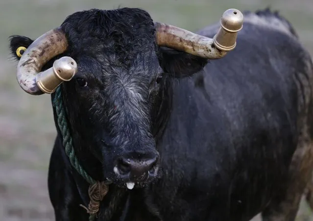 Brass fittings are seen after being screwed onto the horns of a fighting bull, raised by Portuguese-Canadians, during an Azorean “tourada a corda” (bullfight by rope) in Brampton, Ontario August 15, 2015. (Photo by Chris Helgren/Reuters)