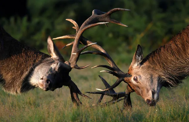 Two stag deer clash antlers during the beginning of the rutting season in Richmond Park, south west London, Britain September 1, 2017. (Photo by Toby Melville/Reuters)