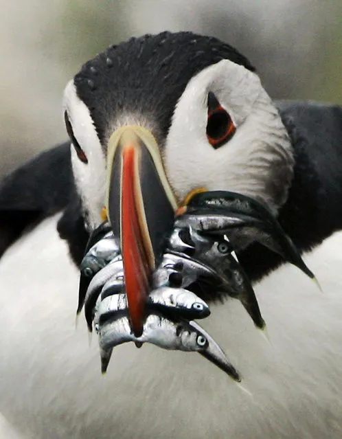 In this file photo made in July 2007, an Atlantic puffin with a beak crammed with hake makes its way to a burrow to feed its chick, Monday July 9, 2007, on Eastern Egg Rock, Maine. (Photo by Robert F. Bukaty/AP Photo)